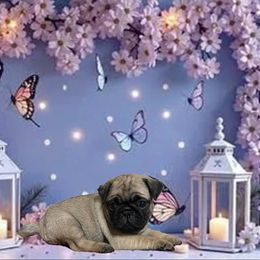 Tiana - Fawn female Pug puppy in Winter Haven, Florida from Precious Paws