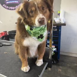 Ryder - Miniature Australian Shepherd