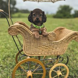 Dachshund Puppies from Itty Bitty Dachshunds