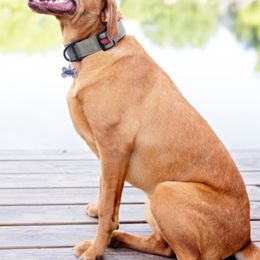 Labrador Retrievers from McCreary Highlander Labradors