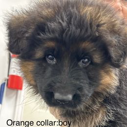 German Shepherd puppies from OakSong German Shepherd Dogs