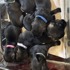 Standard Schnauzer Puppies from Dragos Kennel