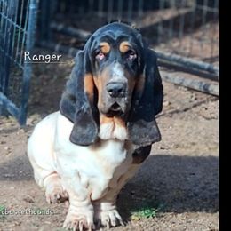 Ranger - Basset Hound