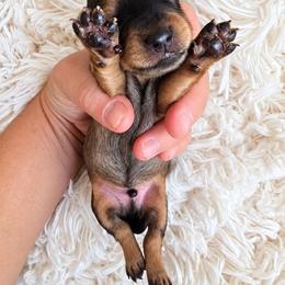 Cooper - Cream male Dachshund puppy in Riverdale, Utah from Behive Doxies