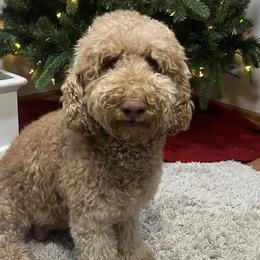 Goldendoodles from Daisy Doodles