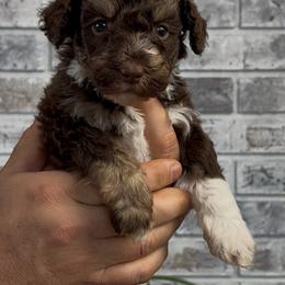 Coco - Red tri-color female Aussiedoodle puppy in Omro, Wisconsin from Crystal Ridge Doodles