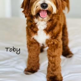Toby - Goldendoodle