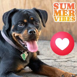 Violet - Rottweiler