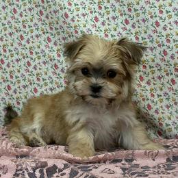 Meadow SMALL - Black & tan tri-color female Morkie puppy in Monticello, Iowa from Ashley’s Puppies