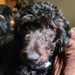 Daisy - Bernedoodle