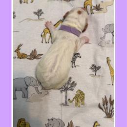 Lavender - Lemon and white female Basset Hound puppy in Columbia, South Carolina from Pawmetto Hounds