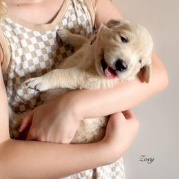 Zoey ( Reservation 6 ) - Golden female Golden Retriever puppy in Murfreesboro, Tennessee from ATW Retrievers
