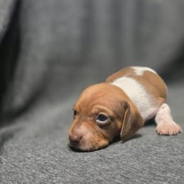 Third puppy - Piebald male Dachshund puppy in Borger, Texas from Texas Panhandle CKC Dachshunds