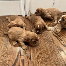 Cavalier King Charles Spaniel Puppies from Franhaven Kennel