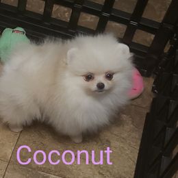 Coconut - White female Pomeranian puppy in Downers Grove, Illinois from Forever Pomeranians