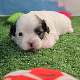 Amber - Brindle and white female Mal-Shi puppy in Aurora, Missouri from KnJ Precious Paws LLC