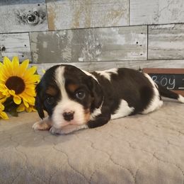 Cavalier King Charles Spaniels from Cavalier Cafe