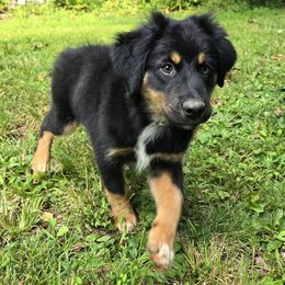 Papaya - Black tri male Miniature Australian Shepherd puppy in Church Hill, Tennessee from Hippie Dog Haven