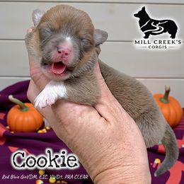 Cookie-gorgeous blue sable girl - Sable female Pembroke Welsh Corgi puppy in Taylorsville, North Carolina from Mill Creek’s Pembroke Welsh Corgis and French Bulldogs