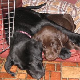English Cocker Spaniel and Labrador Retriever Puppies from Fenloch Gundogs
