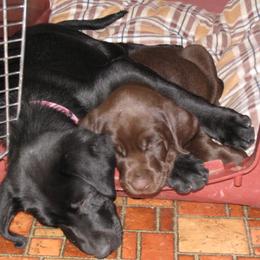 English Cocker Spaniel and Labrador Retriever Puppies from Fenloch Gundogs