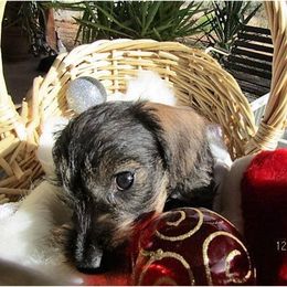 Dachshund Puppies from Rondo's Wirehairs
