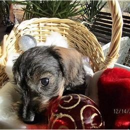 Dachshund Puppies from Rondo's Wirehairs