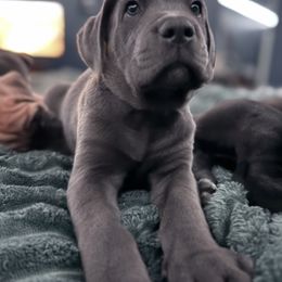 Cane Corso Puppies from Aries Legecy Cane Corso