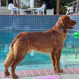 Copper - Golden Retriever
