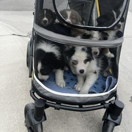 Australian Shepherd and Miniature American Shepherd Puppies from Alolan Angel Aussies