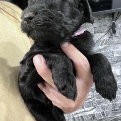 Puppy 14 - Black female Whoodle puppy in Corinth, Maine from Whoodles of Maine