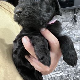 Puppy 14 - Black female Whoodle puppy in Corinth, Maine from Whoodles of Maine