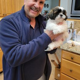 Shih Tzu Puppies from Grandma Ts Precious Puppies