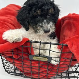 Virginia Pine - Tri-color female Cavapoo puppy in Austin, Texas from Doodles of Central Texas