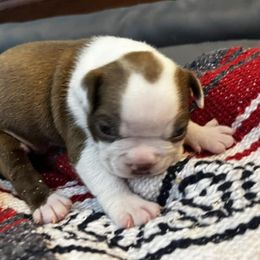 Boston Terriers from Mid-Michigan Boston Terriers
