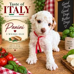Panini - Parti male Goldendoodle puppy in Miami, Florida from Jade’s Paws & Co. Of Miami LLC