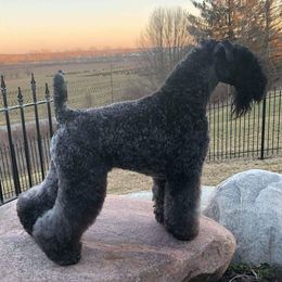 Kerry Blue Terriers from Rocky Mountain Kerry Blue Terriers
