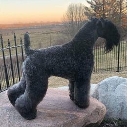 Kerry Blue Terriers from Rocky Mountain Kerry Blue Terriers