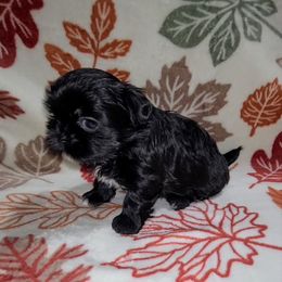 Girl 1 - Black female Shih Tzu puppy in Bishop, California from Shih Tzu G-ma