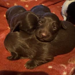 Coco Belle - Chocolate female Dachshund puppy in Summit, South Carolina from Doxies4Paws