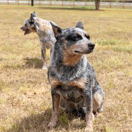 Magnolia - Australian Cattle Dog