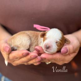 Vanilla - Caramel red female Australian Labradoodle puppy in Morgan Hill, California from Loving Labradoodles