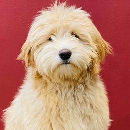 Cosmo - Goldendoodle