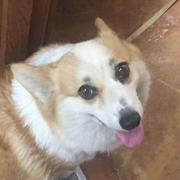 TX LILY - Pembroke Welsh Corgi