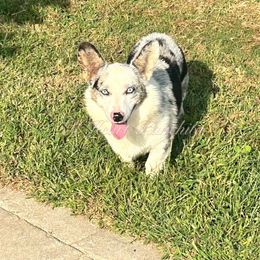 Male One - Blue merle and white male American Corgi puppy in Gentry, Arkansas from K Heart Ranchita