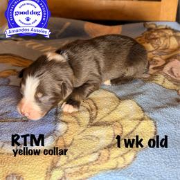 RTM yellow collar - Red tri-color male Australian Shepherd puppy in Greenville, Texas from Amandas Aussies