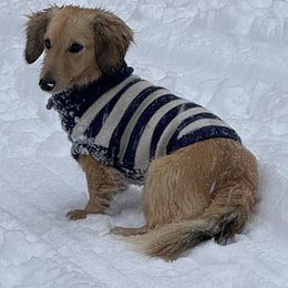 Pickles (little man) - Dachshund