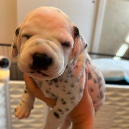 Eowyn - White and black female Dalmatian puppy in Conroe, Texas from Saint Rocco's Dalmatians