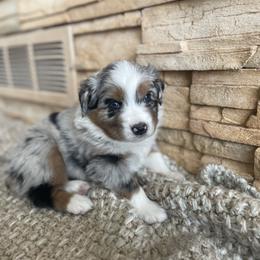 Australian Shepherd Puppies from Double NB Livestock LLC