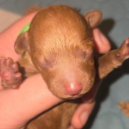 Miss Green - Red  female Poodle puppy in Dolan Springs, Arizona from High Desert Companions